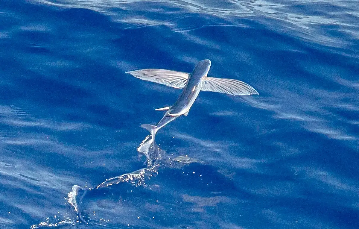 Flying fish. Голубая летучая рыба. Летучая рыба в море. Летающая рыба в океане. Летучие рыбы индийского океана.