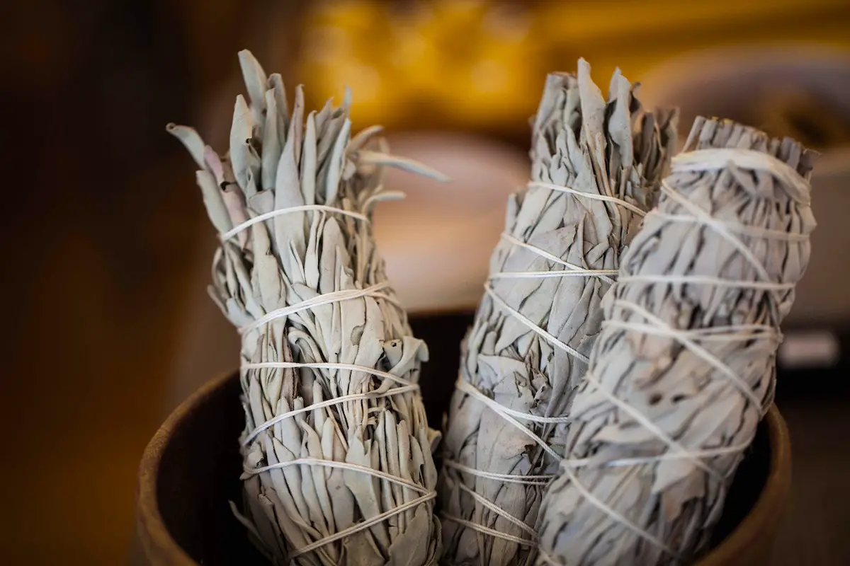 different-types-of-sage-for-smudging-paranormal-school