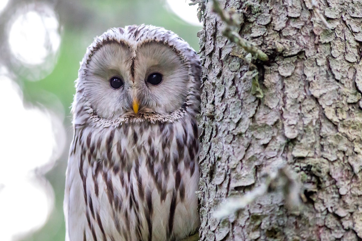 What Does A White Owl Symbolize Spiritually